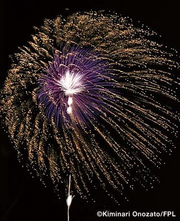 rippled petal chrysanthemum
